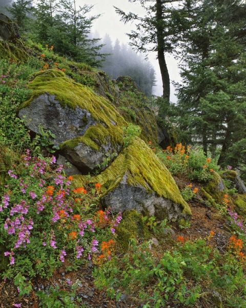 Oregon, Mt Hood NF Trees and flowers